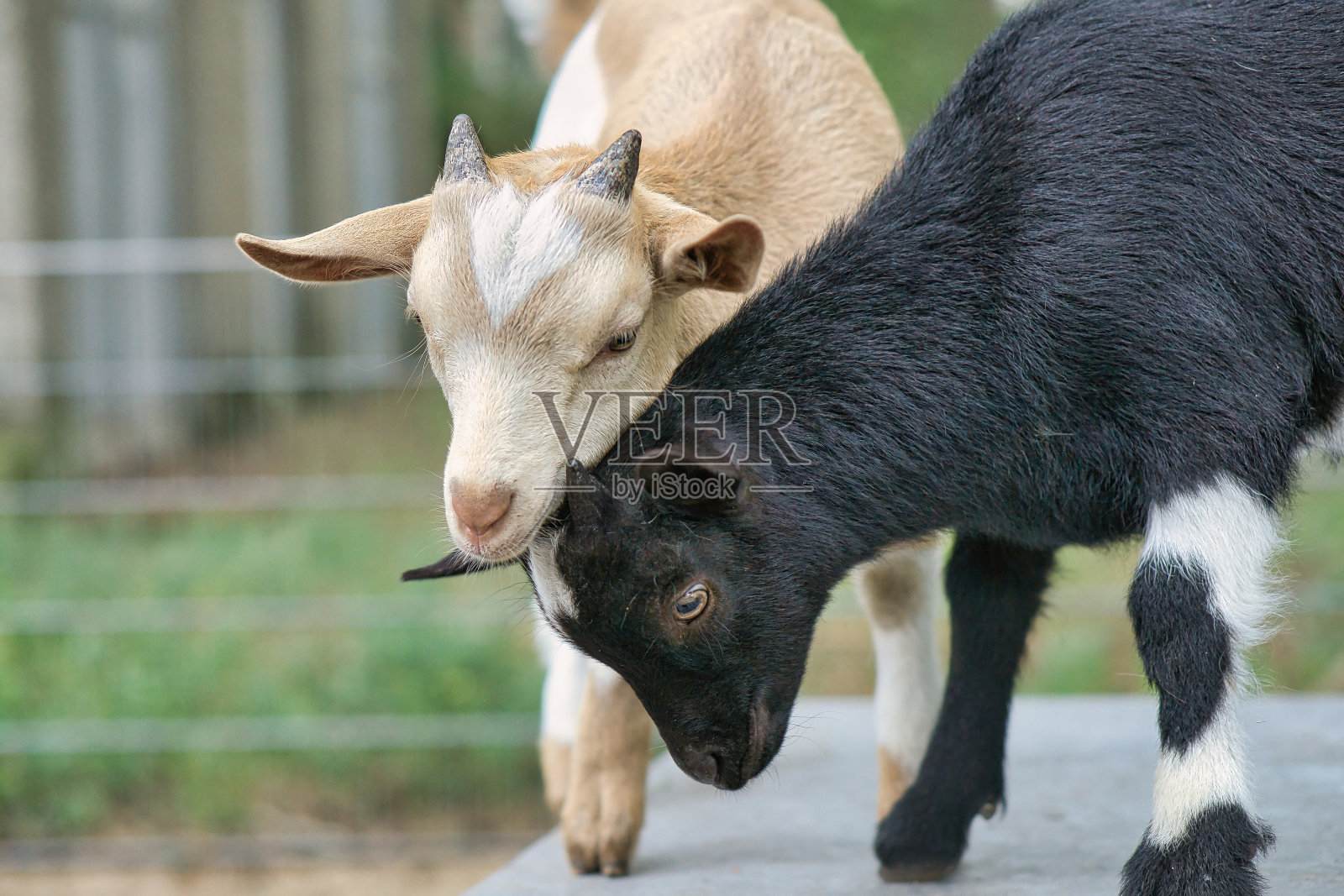 山羊在互相玩耍。有趣的动物照片。农场里的农场动物。动物照片摄影图片