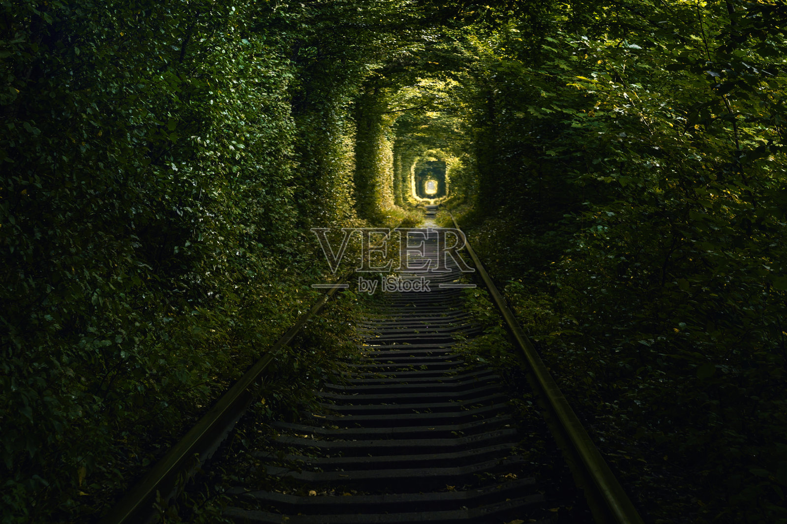 绿色隧道的树木生长在铁路上方。树枝做成的隧道尽头的光。照片摄影图片