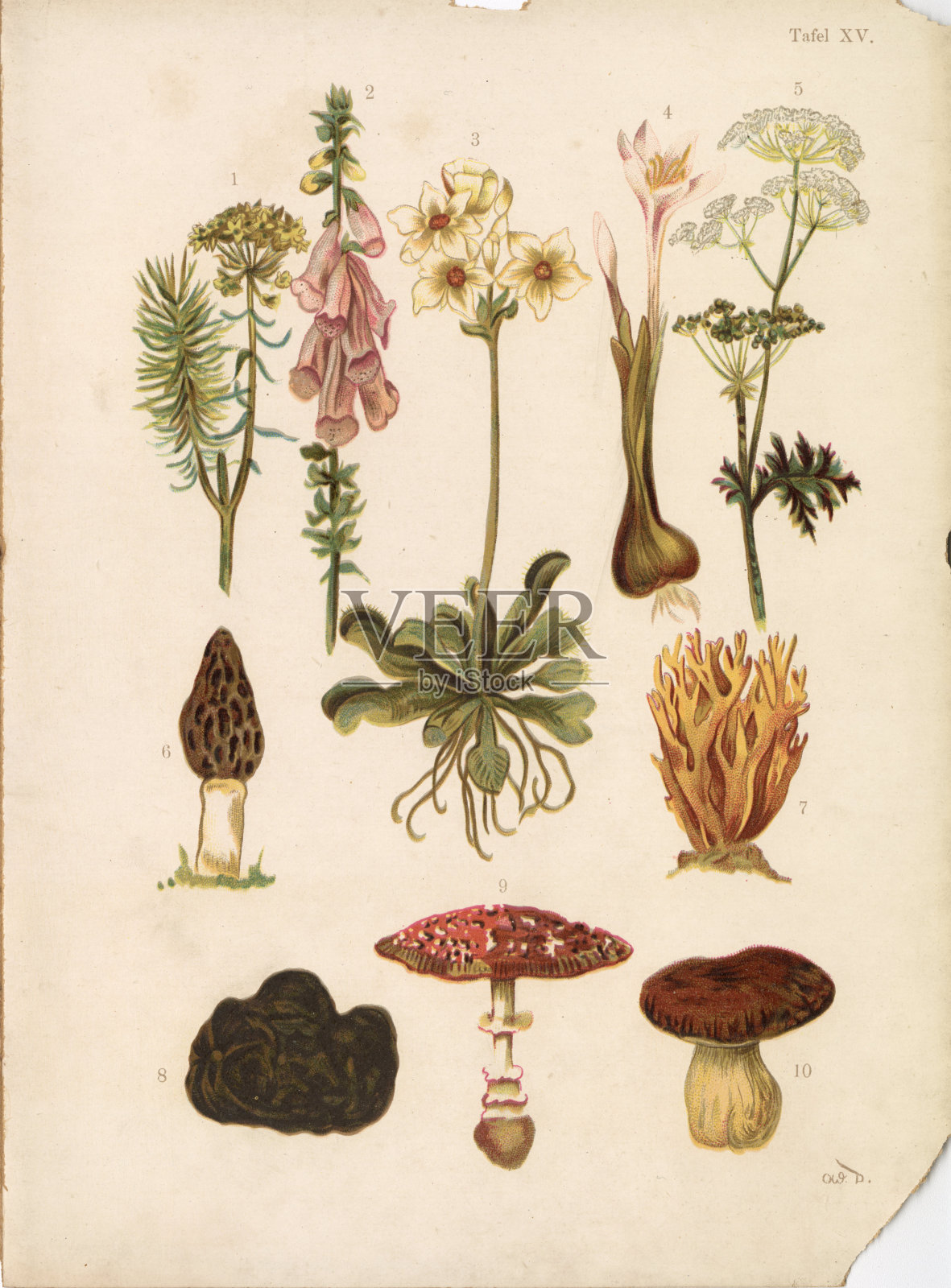 复古植物插图:蘑菇，珊瑚，植物群- 19世纪后期的艺术插画图片素材