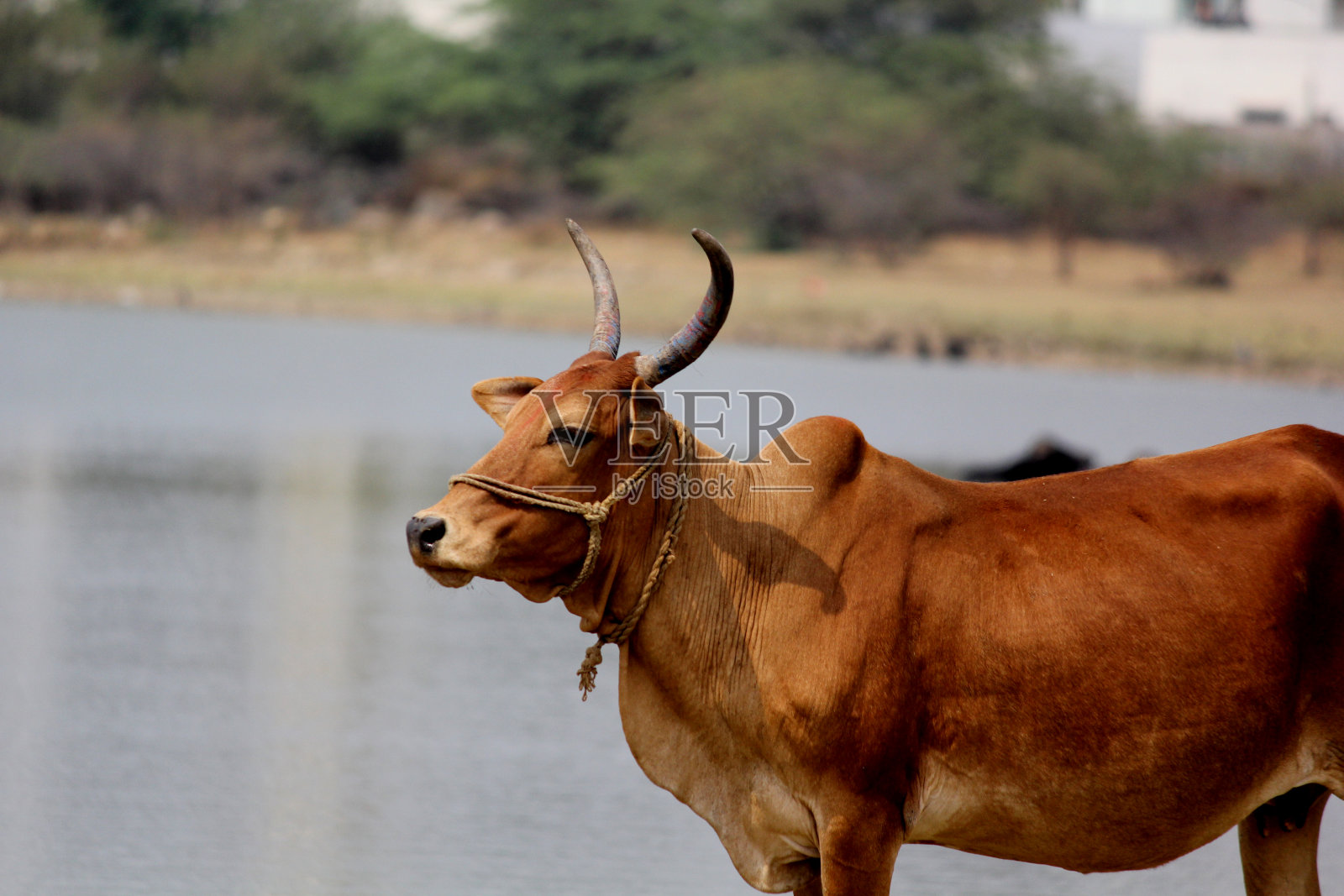 背景是湖泊的农田里站立的奶牛照片摄影图片