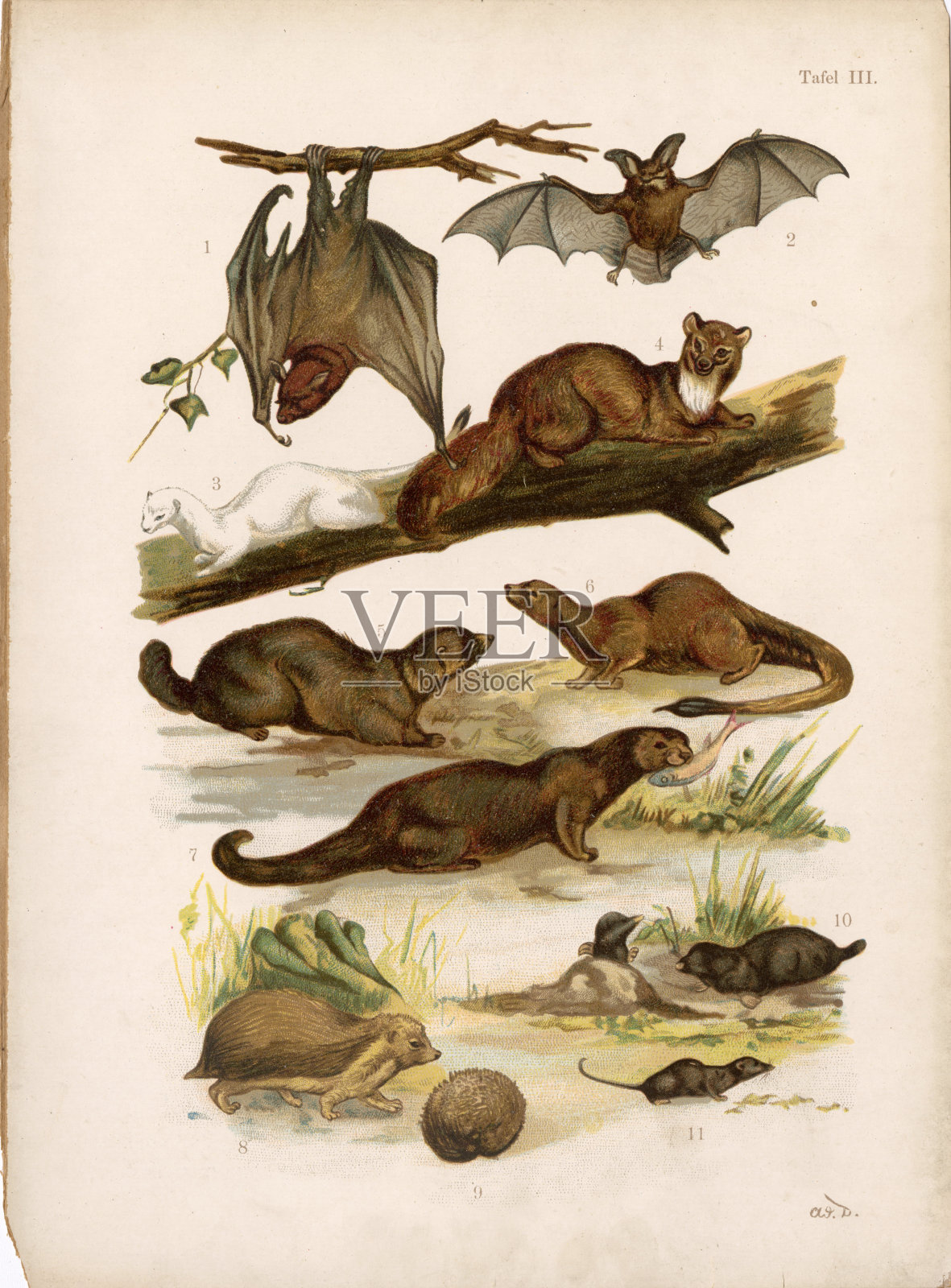 复古野生动物插图:蝙蝠，雪貂，鼹鼠- 19世纪末的股票图像插画图片素材