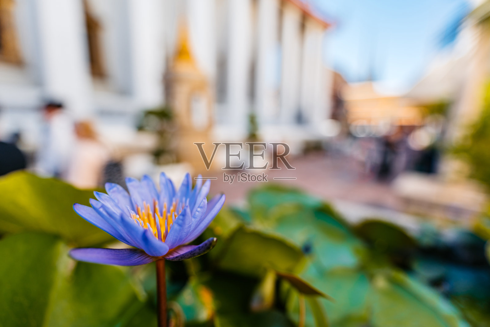 泰国曼谷池塘里的蓝色睡莲照片摄影图片