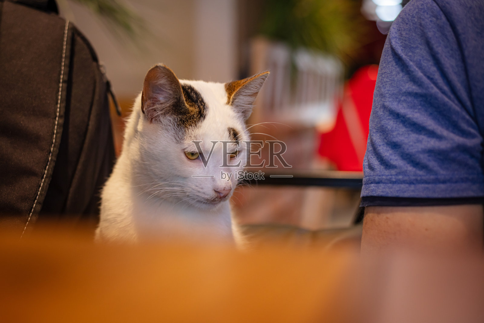 白色流浪猫照片摄影图片