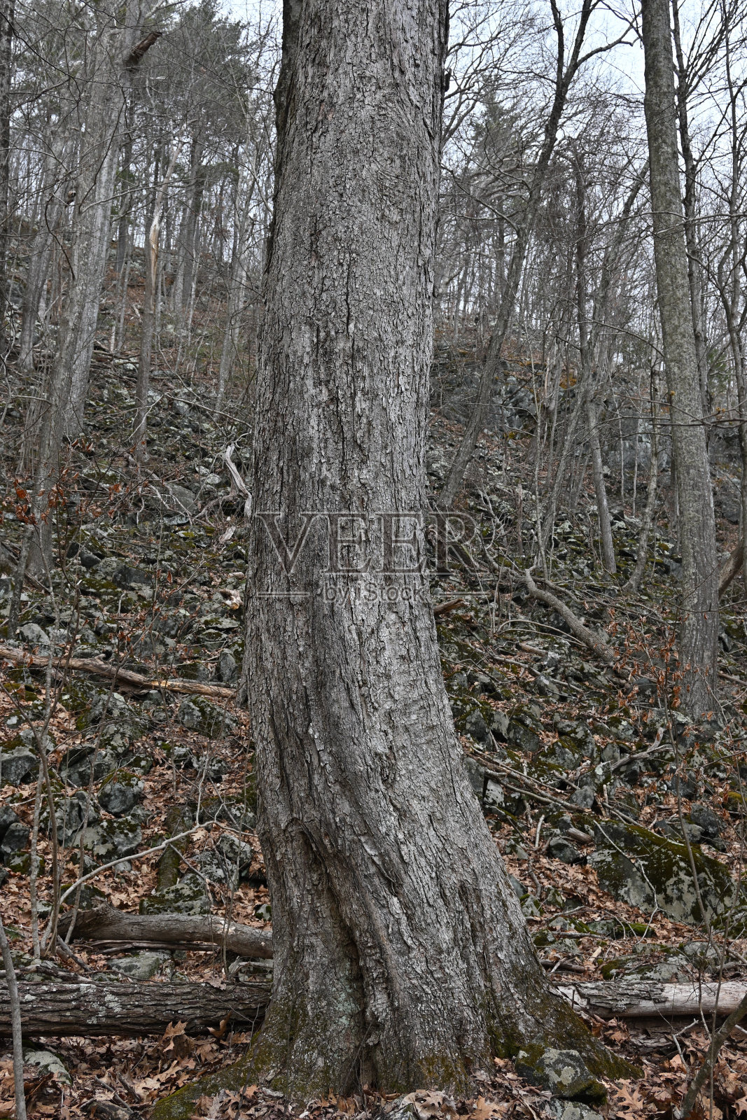 山坡上的糖枫照片摄影图片