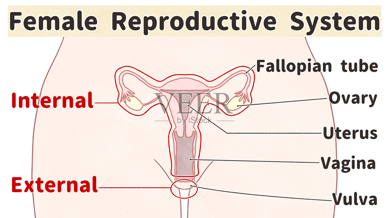 女性生殖系统标记图插画图片素材