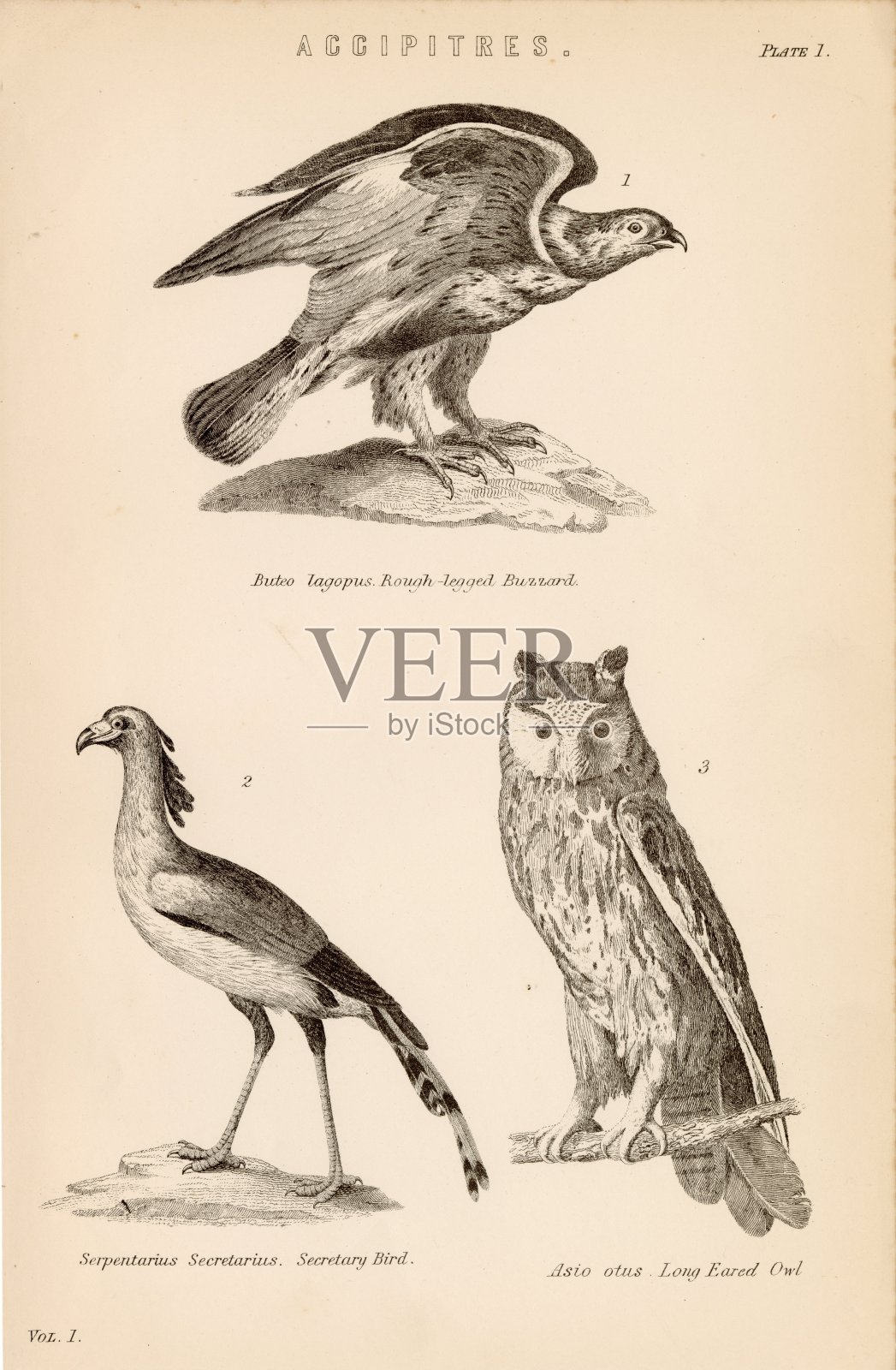 贪婪的鸟。鹰，猫头鹰，秘书。1880年古董版画插画图片素材