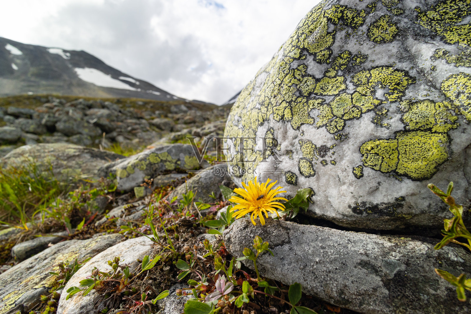 美丽，阳光明媚，黄色的花朵盛开在沙瑞克国家公园。照片摄影图片