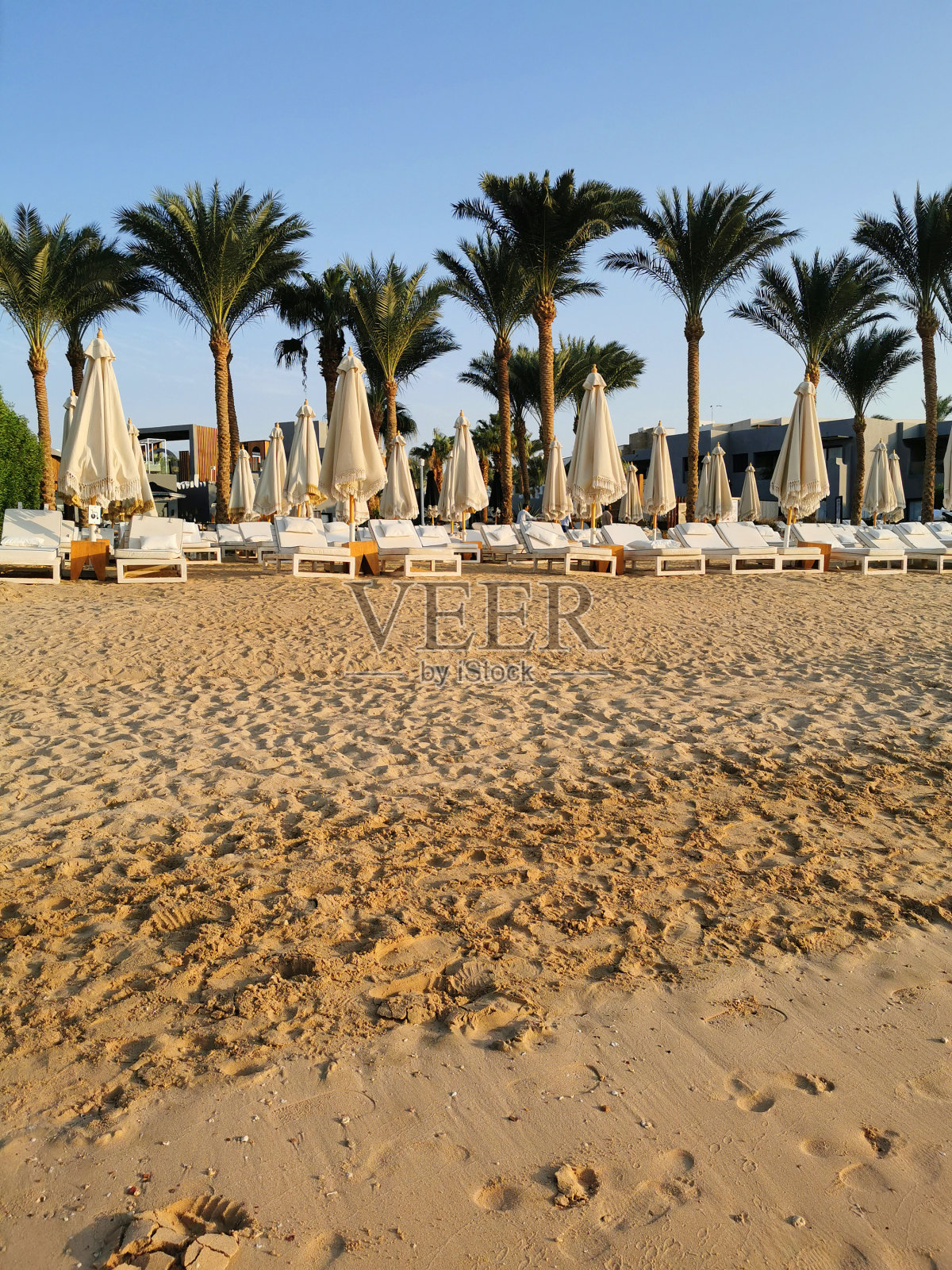 埃及海滩红海马卡迪湾照片摄影图片