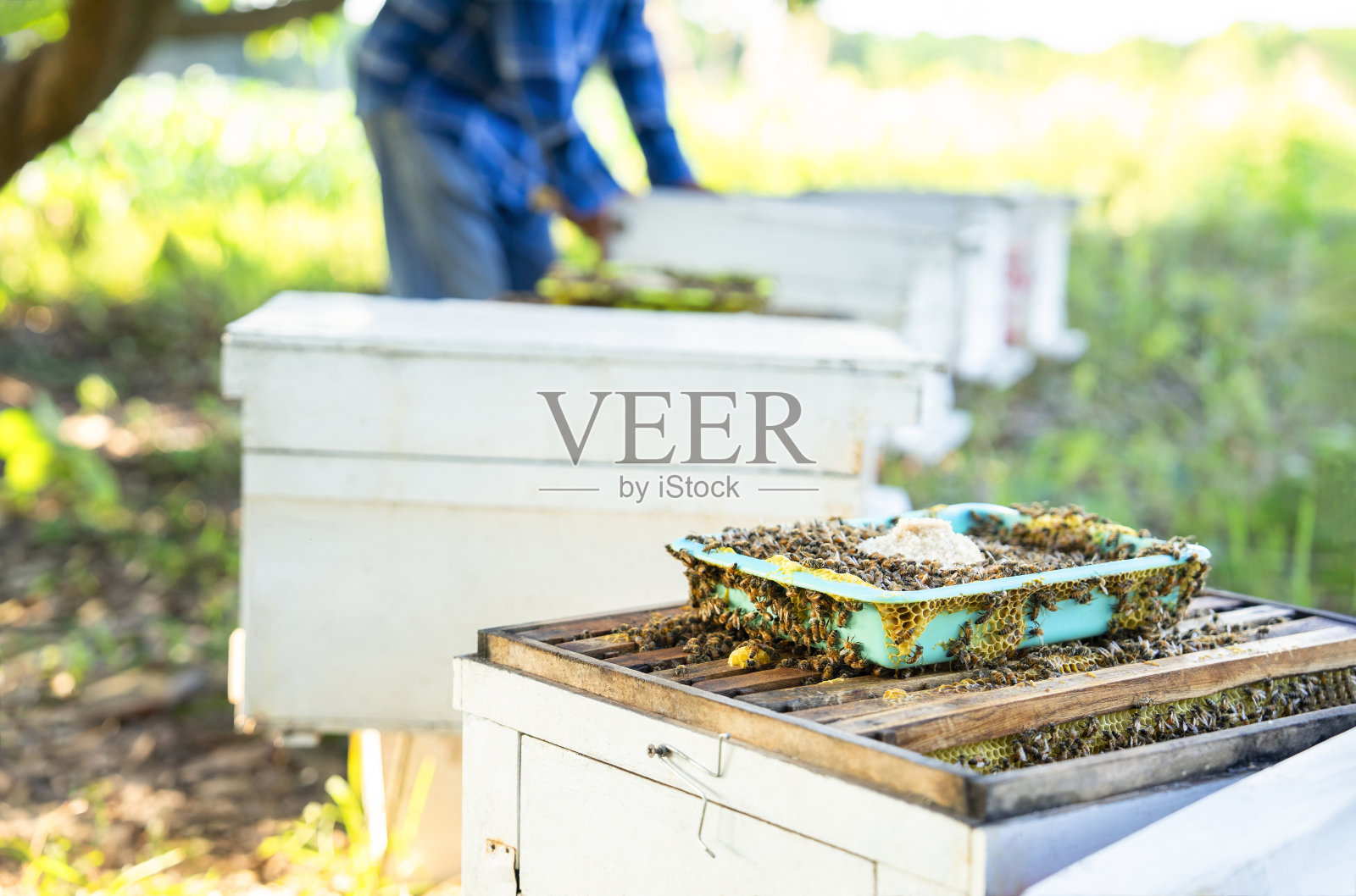 蜂群用糖粒装在木架上的篮子里装蜂巢，养蜂时，以糖为基础补充饲料，防止早春挨饿照片摄影图片