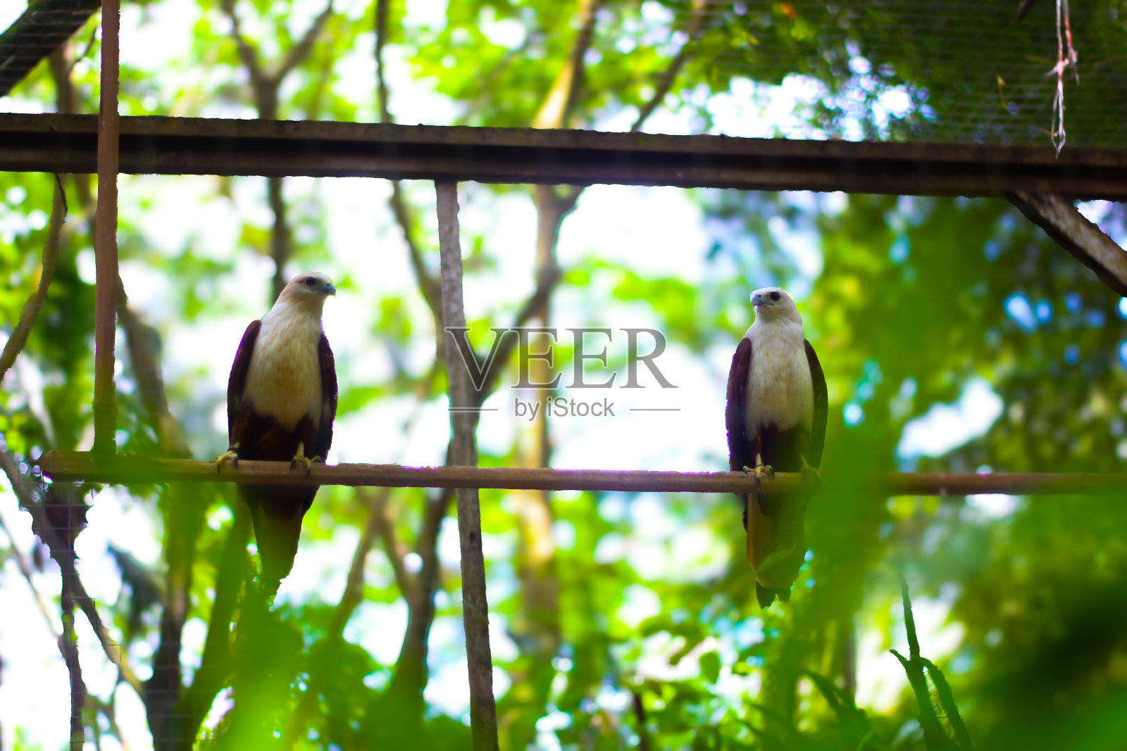 动物园里笼子里的一对老鹰照片摄影图片