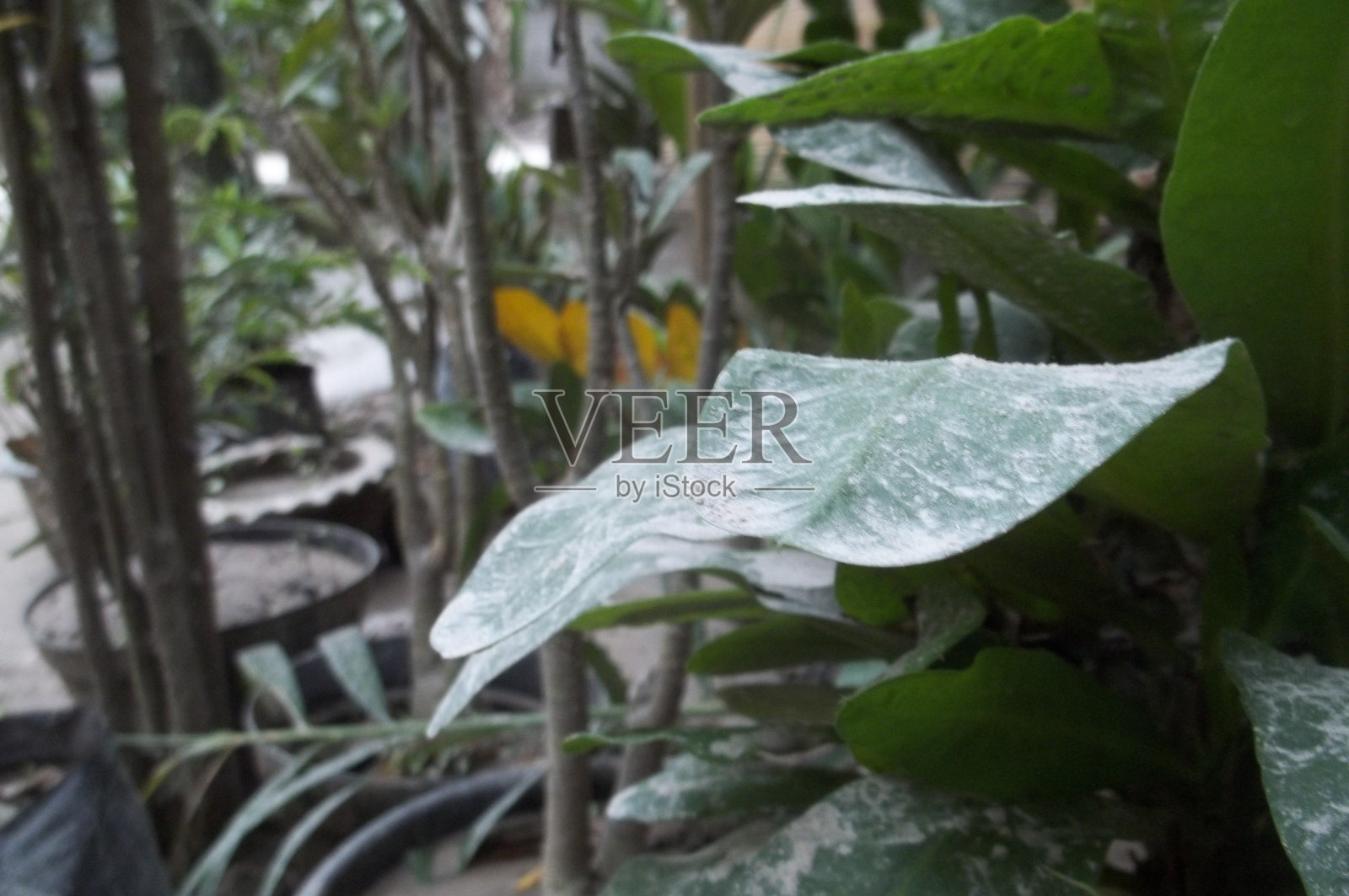 印度尼西亚克鲁德火山喷发，植物叶子被火山灰覆盖照片摄影图片