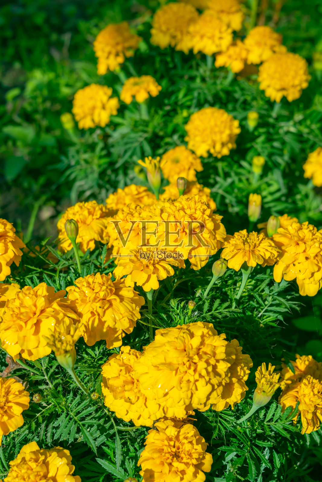 黄色的金盏花在花园里，特写。照片摄影图片