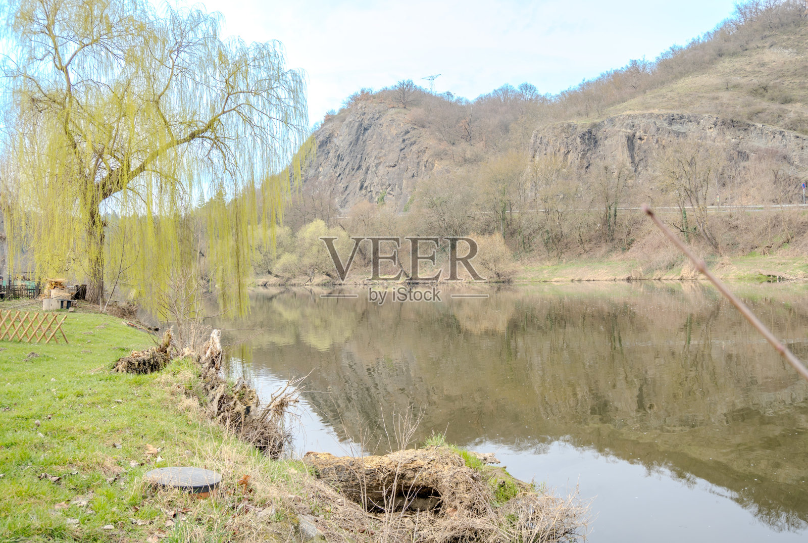 在Berunka河附近的柳树叶在早春盛开。自然保护照片摄影图片