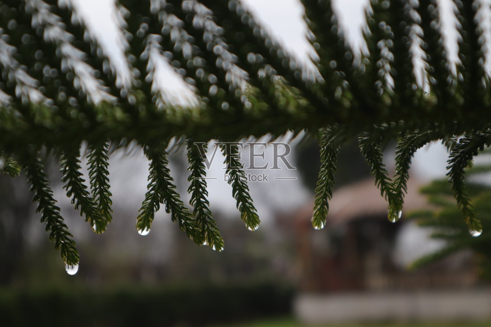 雨滴/露照片摄影图片