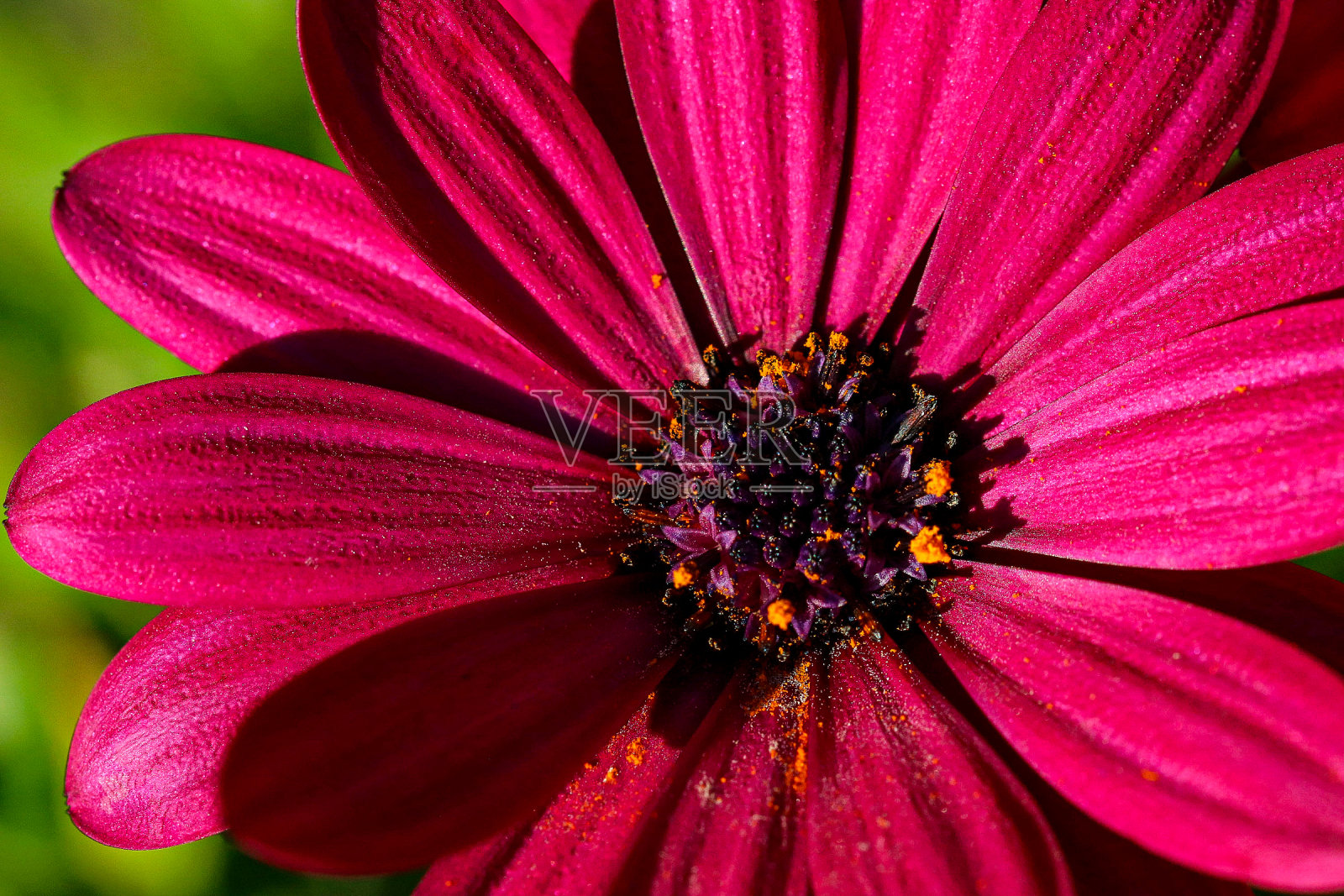 近照洋红色的花照片摄影图片