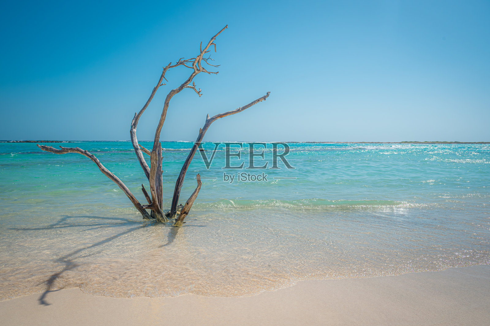 死浮木树在白沙婴儿海滩，阿鲁巴，加勒比海照片摄影图片