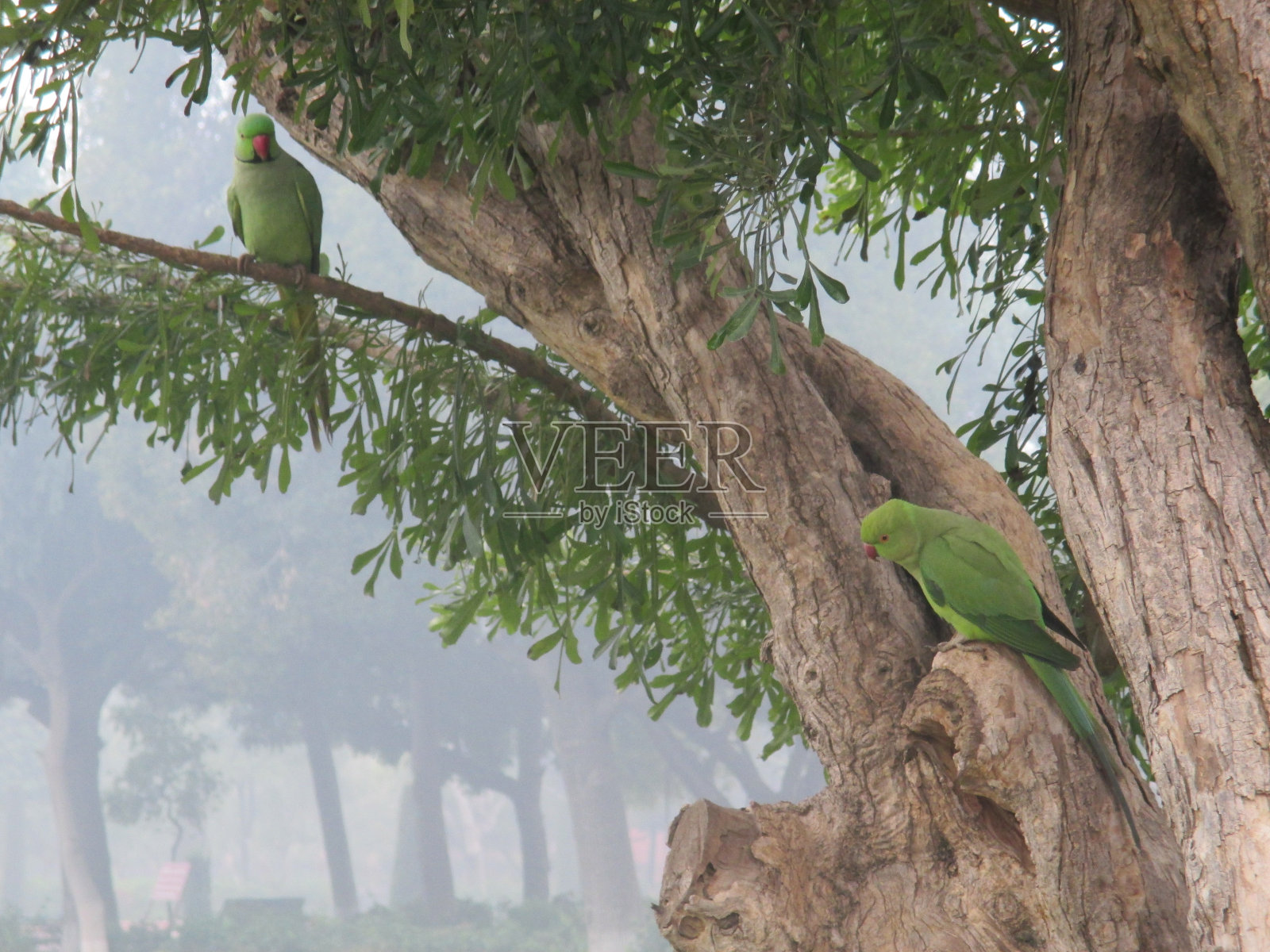 鹦鹉照片摄影图片