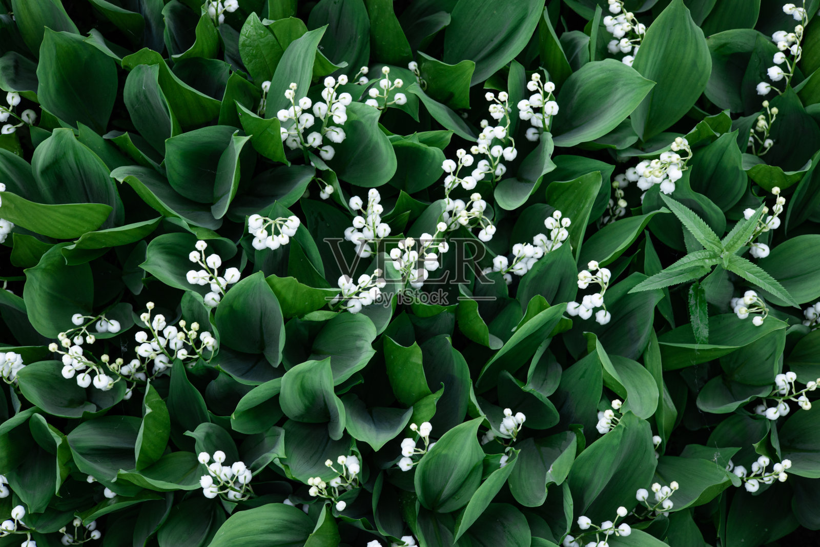 盛开的铃兰花在森林的空地上。自然背景与盛开的百合花的山谷。令人眼花缭乱的香气。有选择性的重点。夏天。照片摄影图片