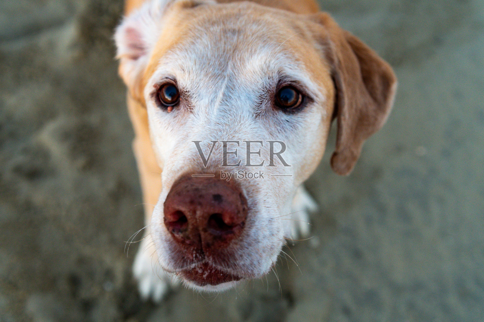 海滩上一只老年狗的肖像照片摄影图片