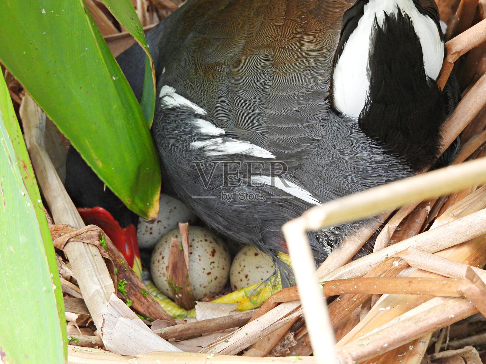 普通鸡(Gallinula galeata) -巢上有蓝色斑点的蛋照片摄影图片