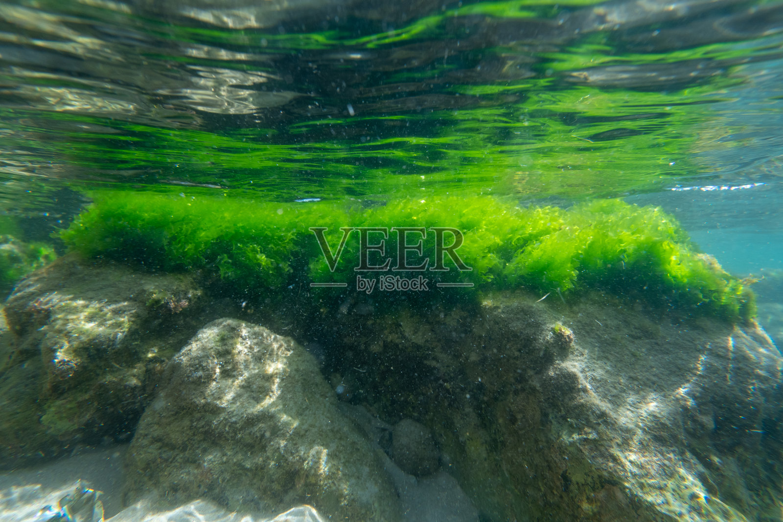 海底摄影，岩石，藻类照片摄影图片