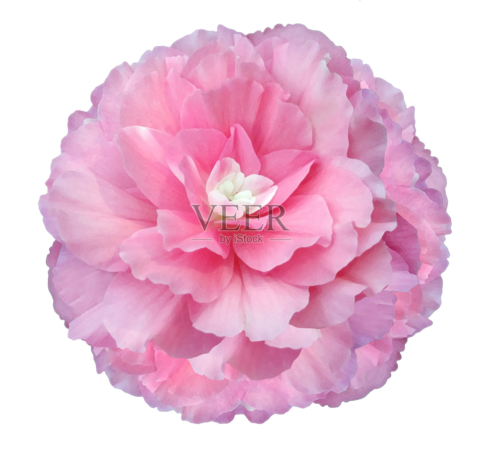 水彩粉红色的花孤立在一个白色的背景。特写镜头。为设计。大自然。照片摄影图片