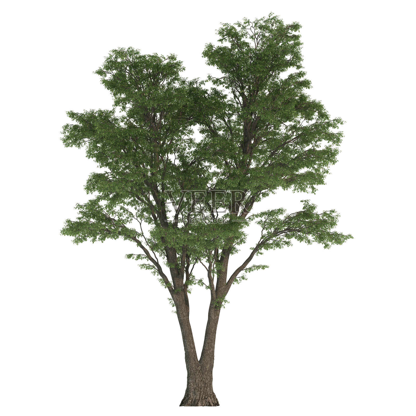 单树隔离在白色背景照片摄影图片