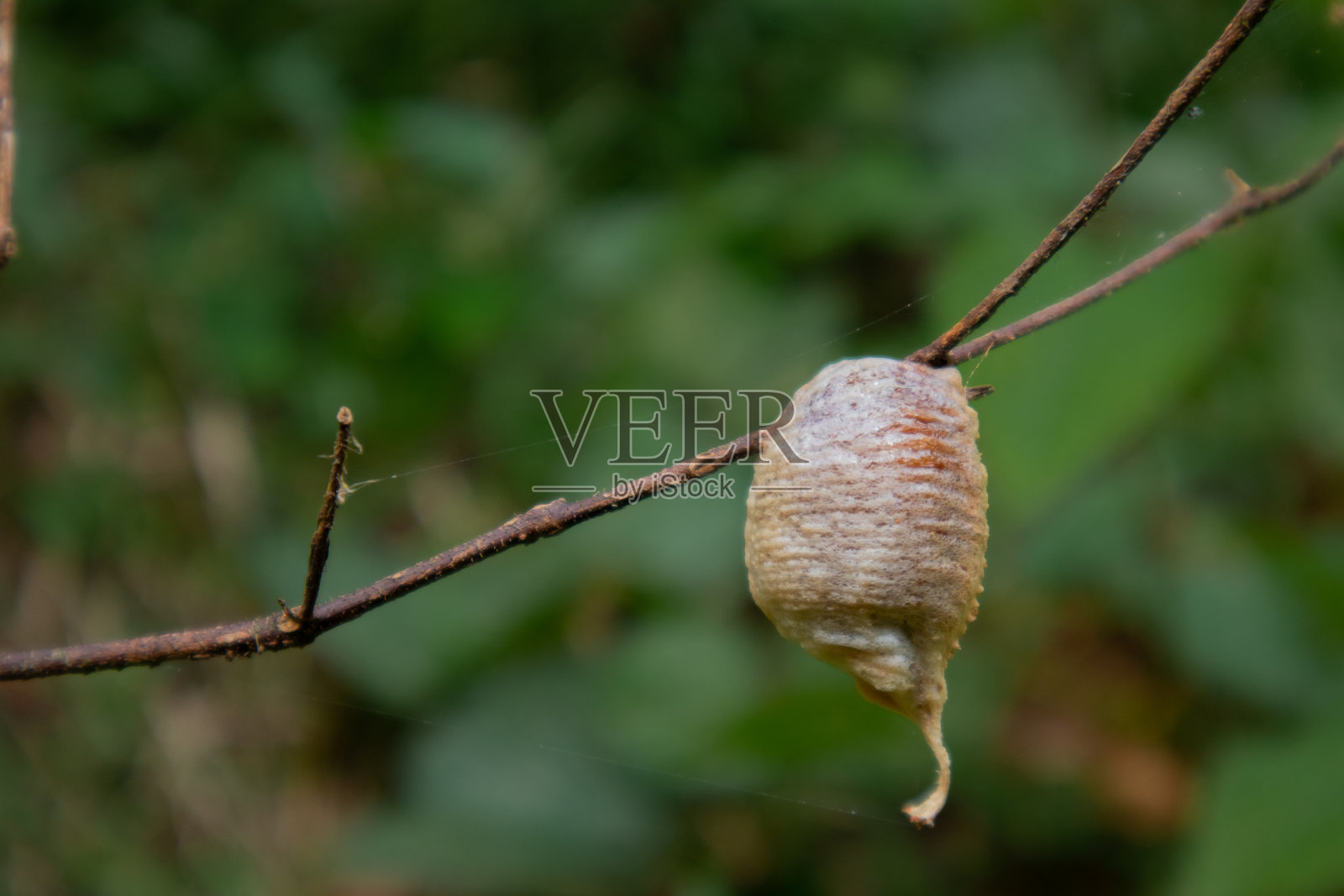 螳螂卵照片摄影图片