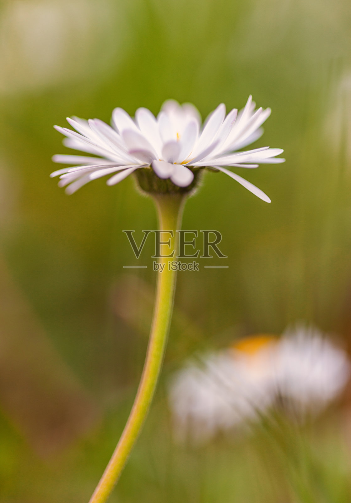 春菊照片摄影图片