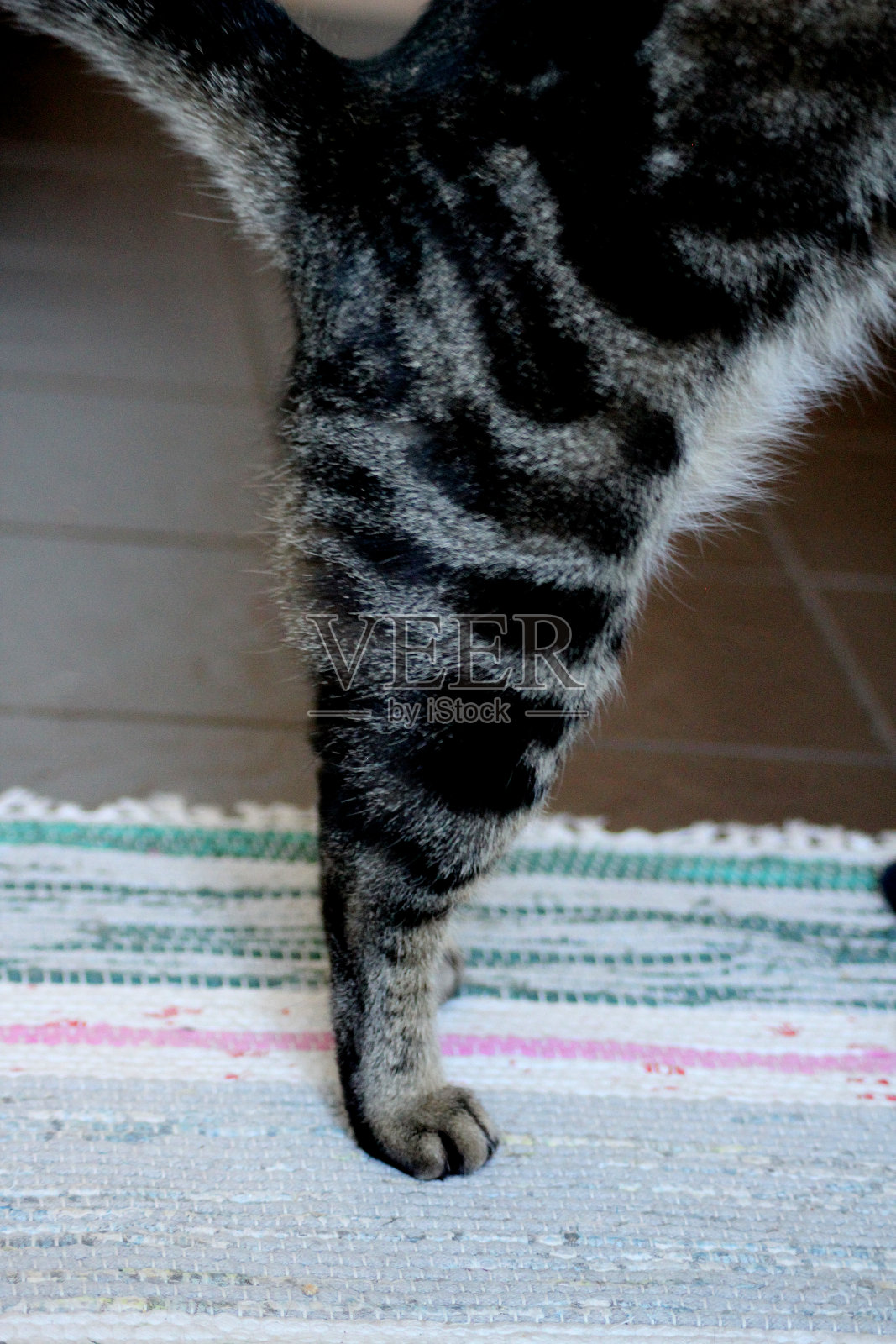 一只家猫用两只爪子站着照片摄影图片