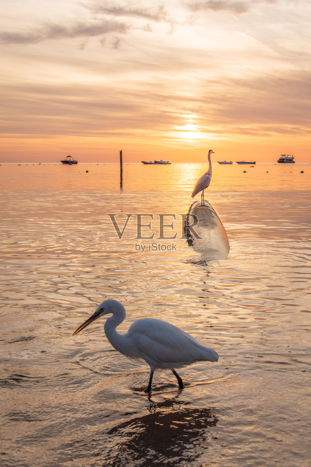 大白鹭(Ardea alba)，一种中等大小的白鹭在海边钓鱼照片摄影图片