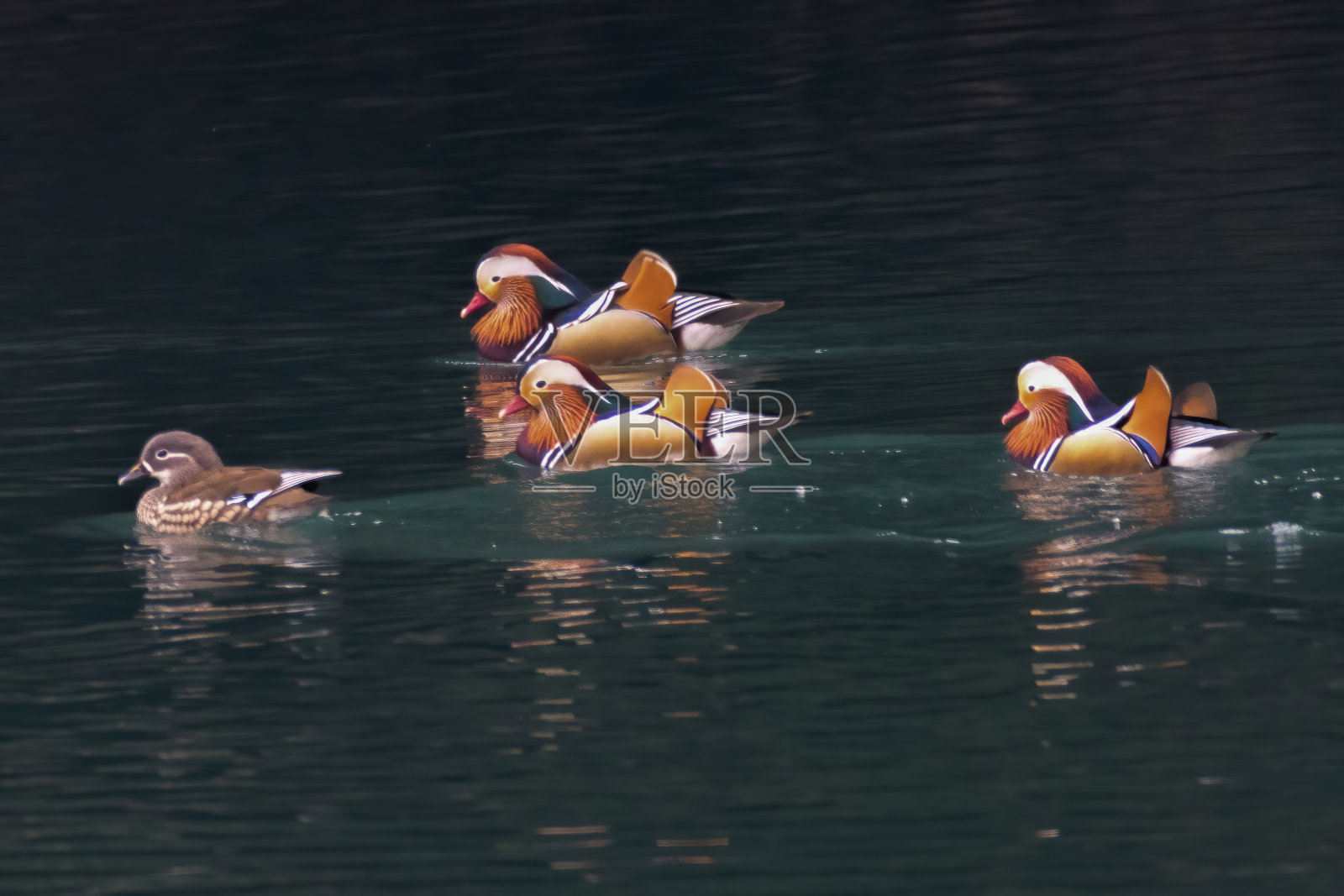 一群鸳鸯在河里伸着懒腰游泳。照片摄影图片