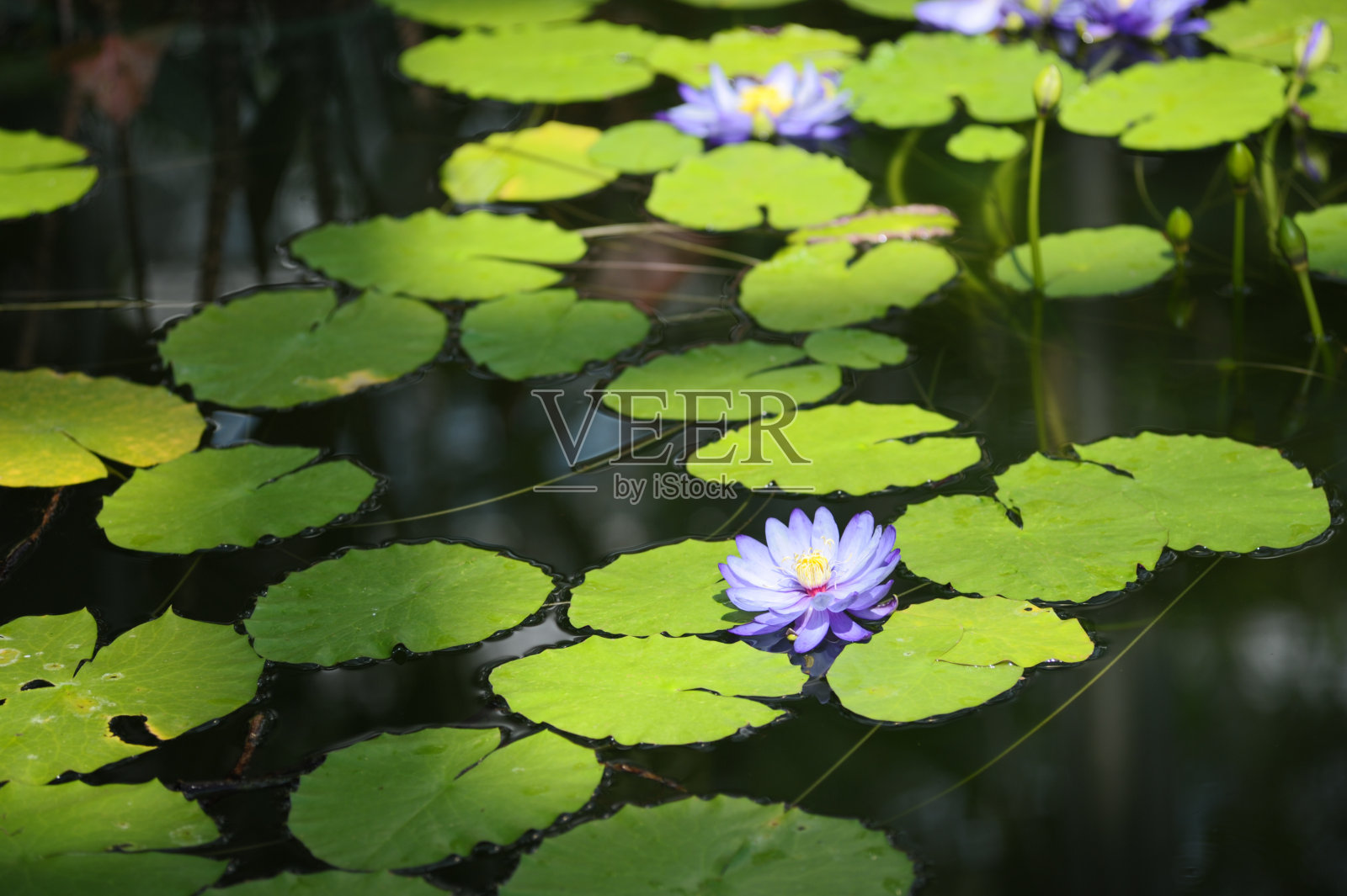 植物照片摄影图片
