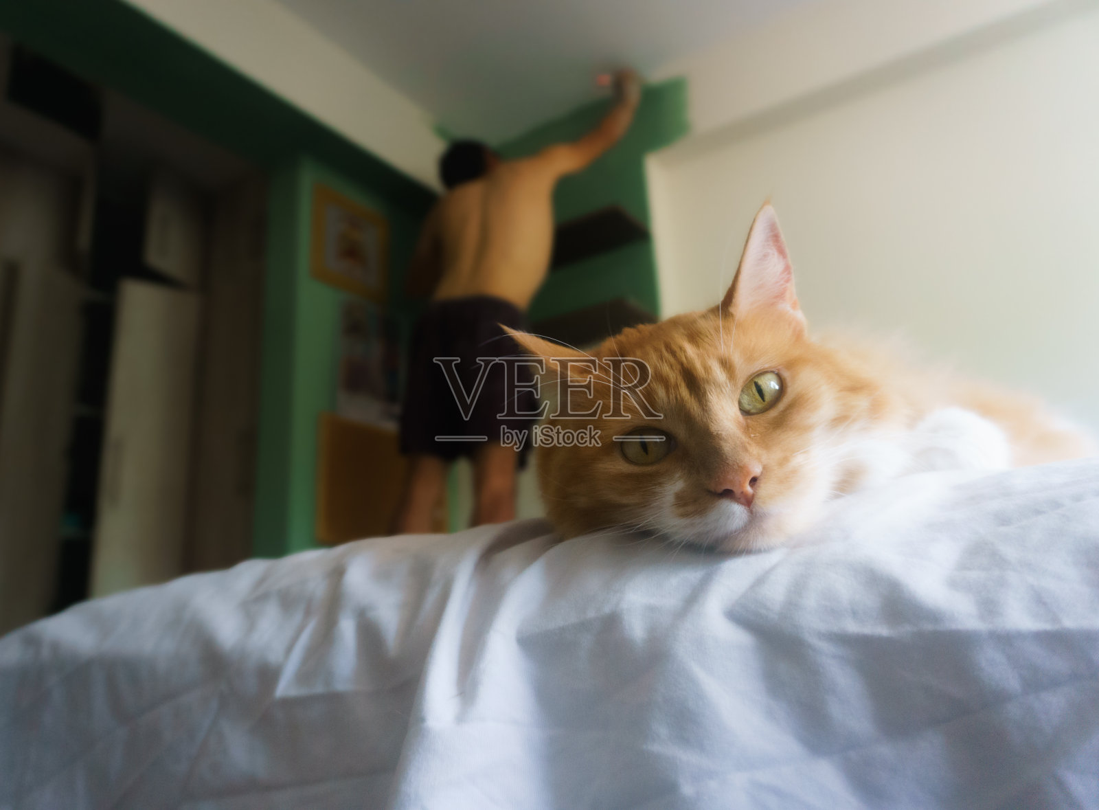 一只橙色的猫躺在床上望着镜头，一个没穿polo衫的男人在墙上画画。照片摄影图片