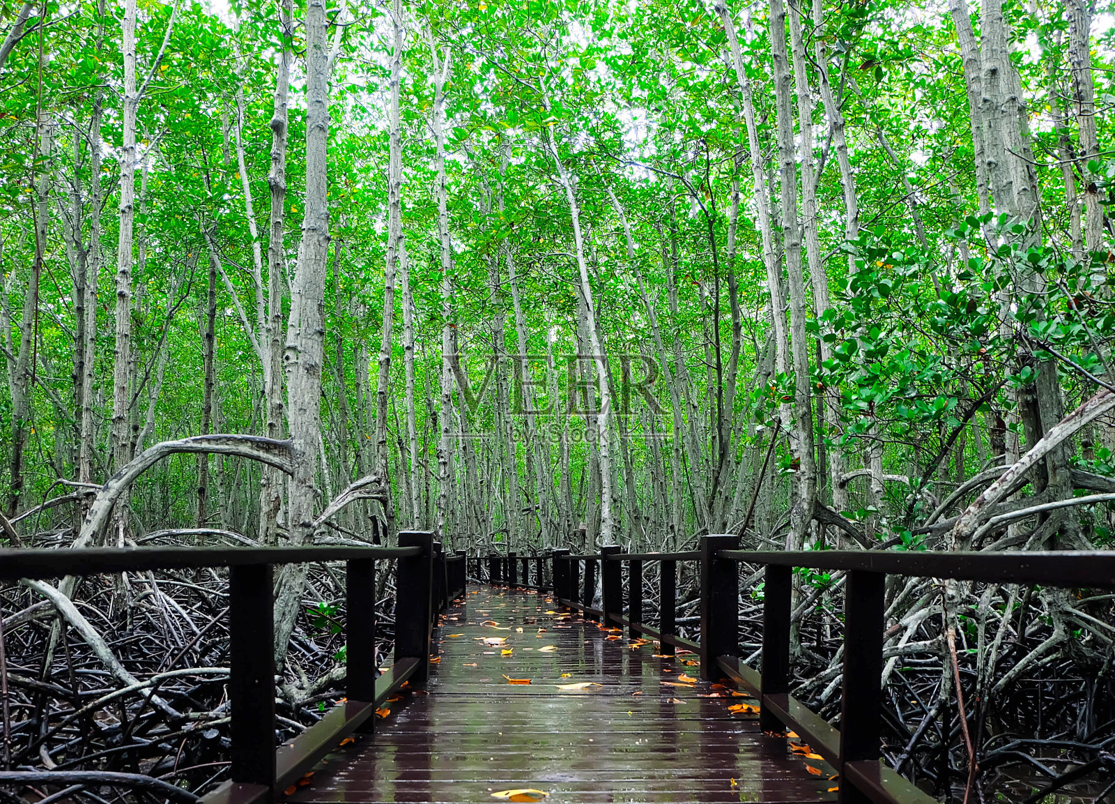 天然木桥。照片摄影图片