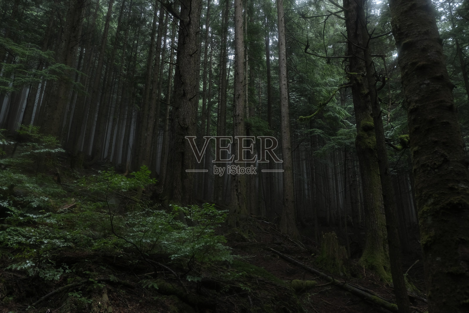 加拿大的雾林照片摄影图片