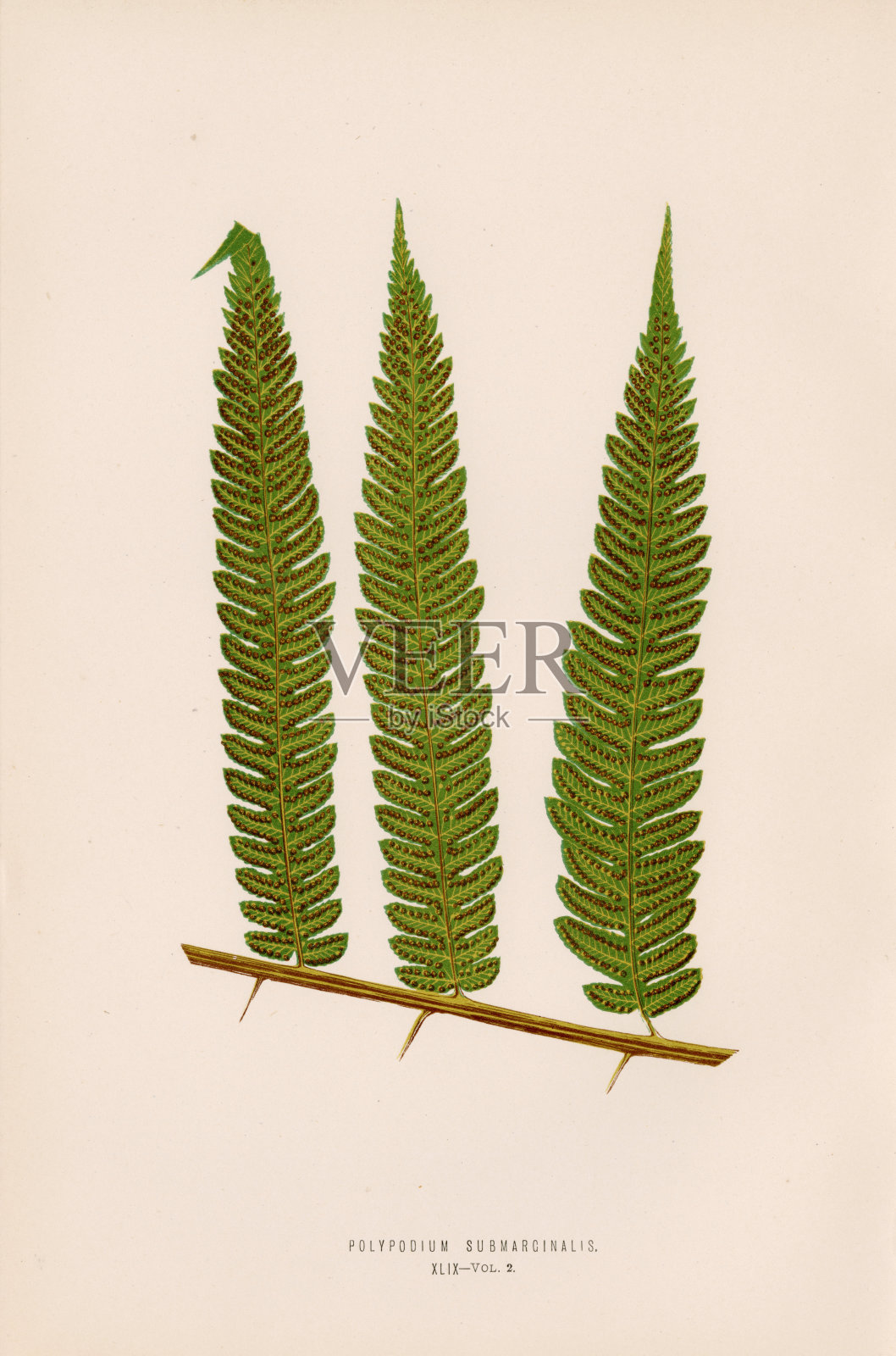 POLYPODIUM Submarginalis复古艺术库存图像-爱德华·洛威1856插画图片素材