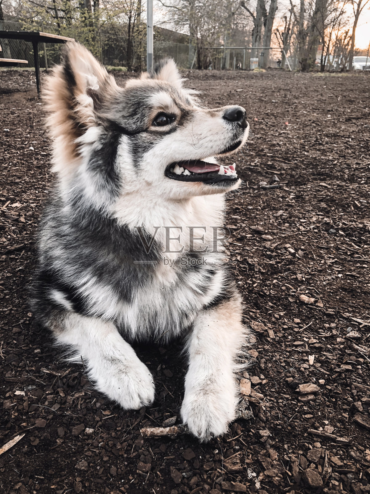 一只年轻的芬兰拉普芬犬的肖像照片摄影图片
