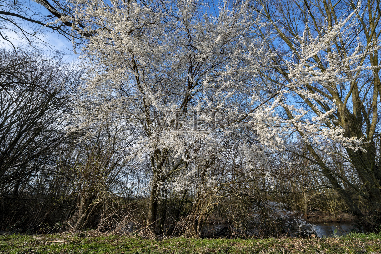 白色开花的樱桃树，生长在无叶的落叶林中，在美丽、阳光明媚的天气里有灌木丛照片摄影图片