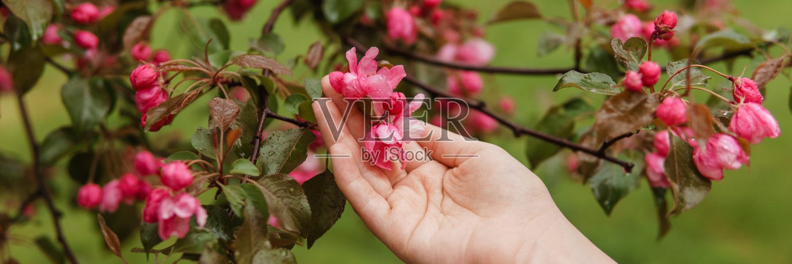 一个女人手里拿着一棵正在开花的苹果树上的粉红色花朵。照片摄影图片