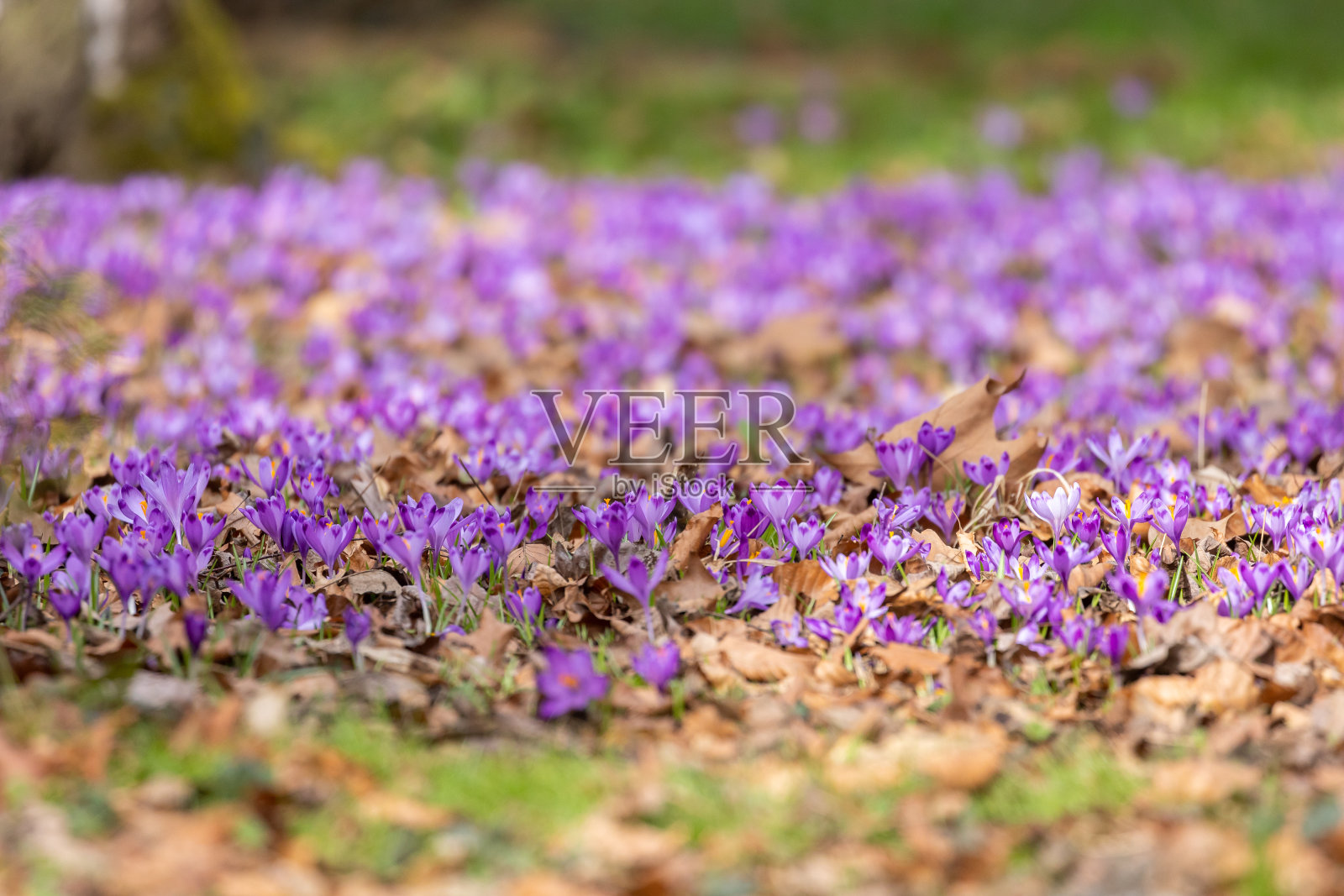 美丽的野生紫色番红花盛开照片摄影图片
