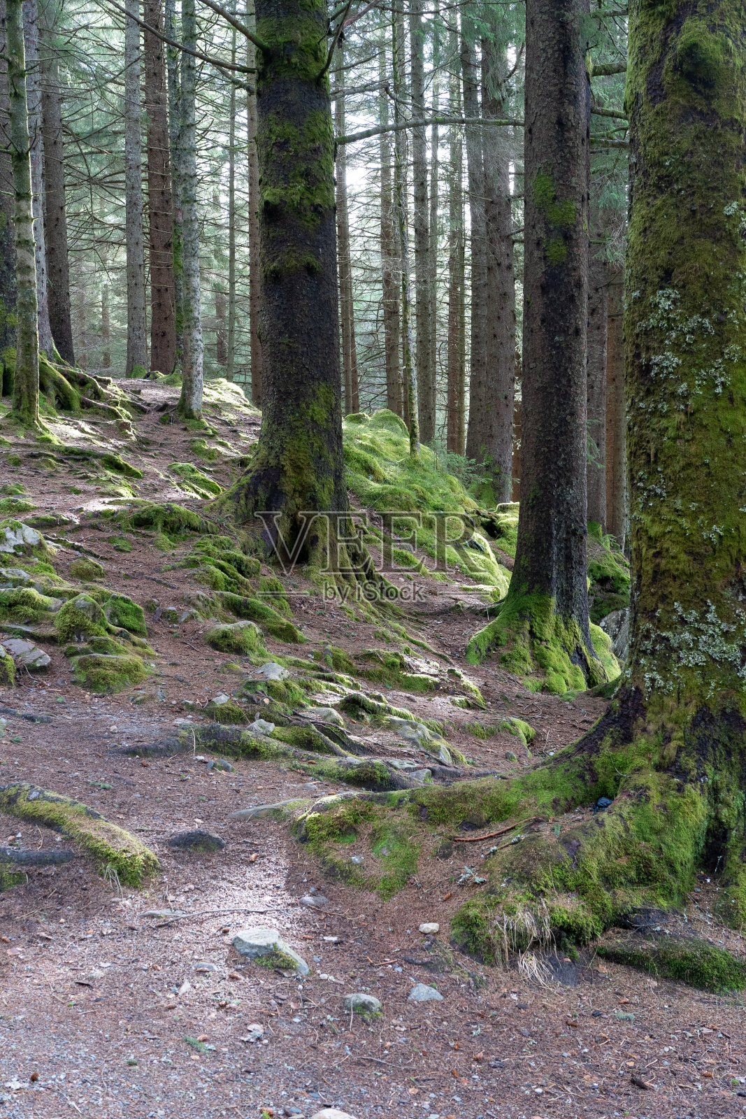 挪威森林的垂直图像照片摄影图片