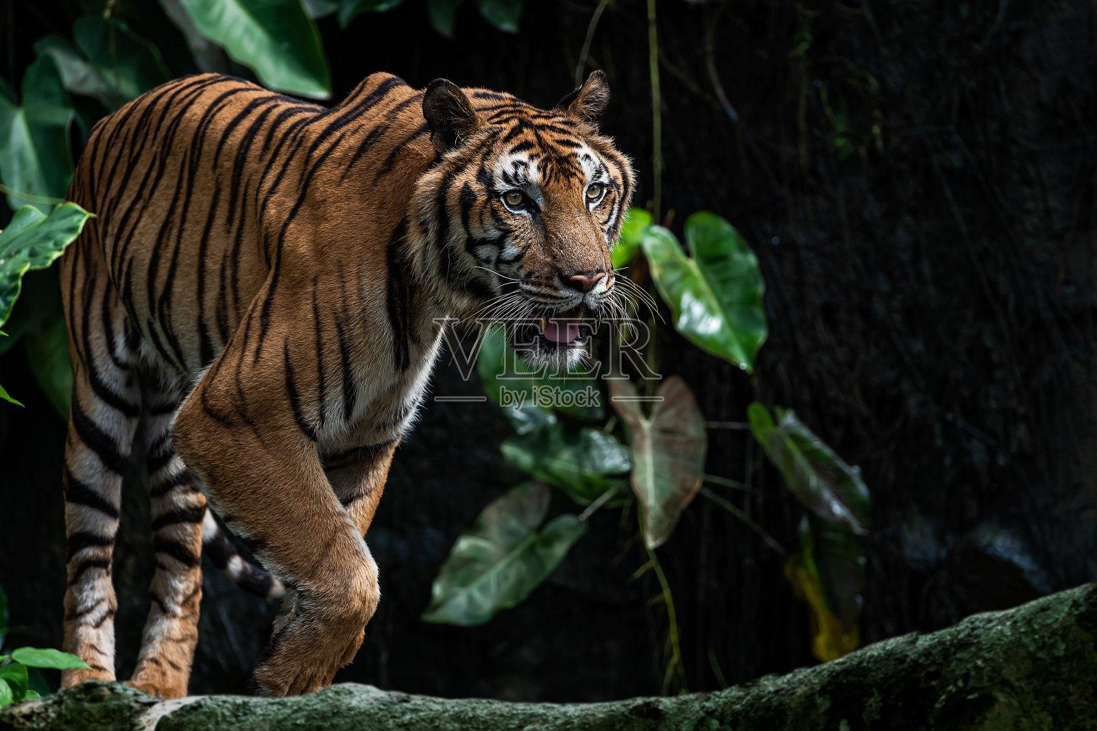 老虎的照片自然。照片摄影图片