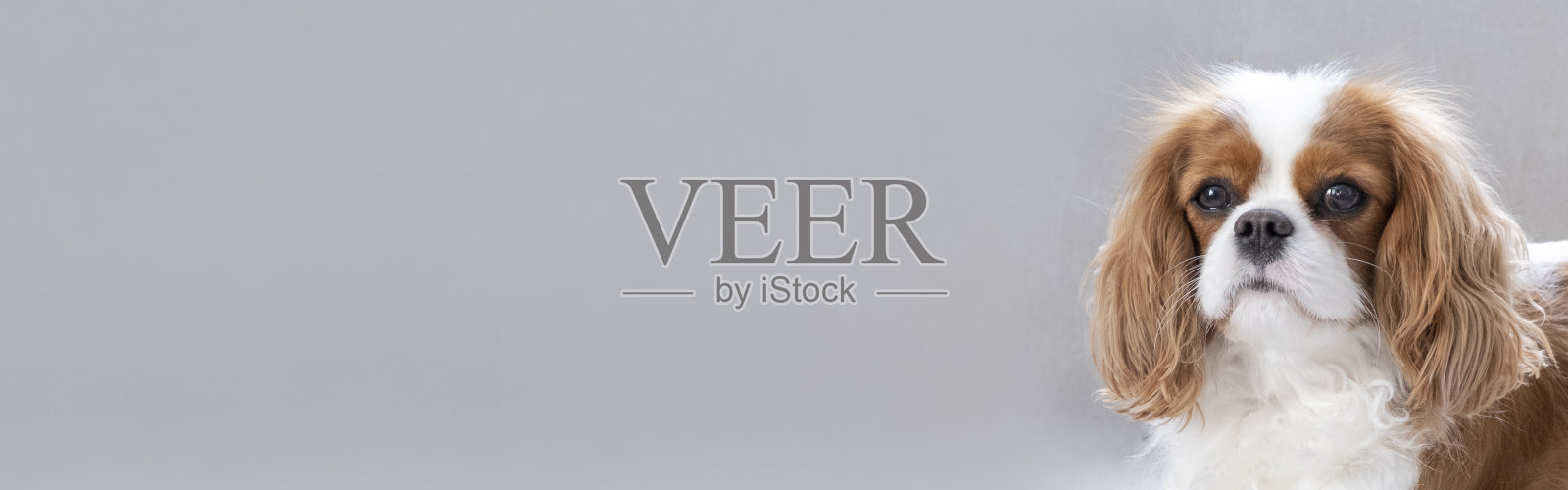 可爱的骑士小狗肖像，灰色背景上的小狗banner，留白照片摄影图片
