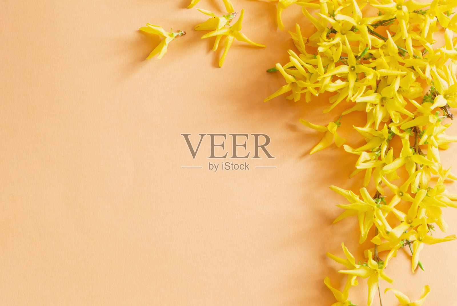 黄色连翘花在纸的背景照片摄影图片