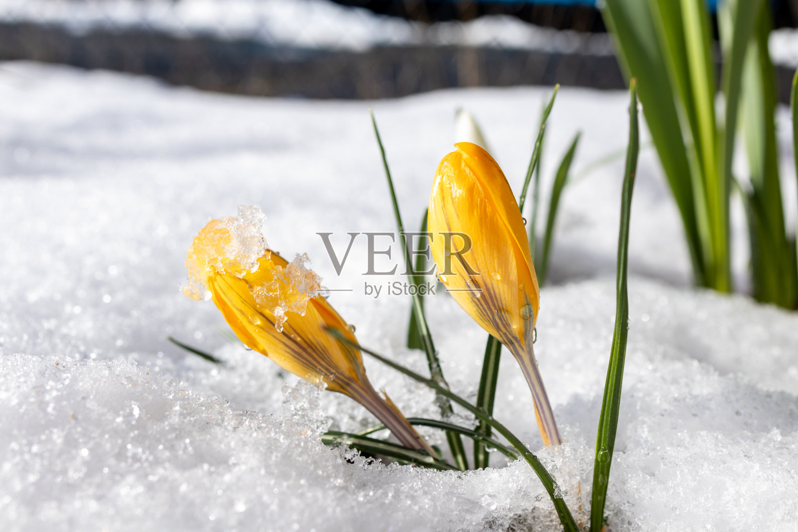 早开的番红花从雪中冒了出来照片摄影图片