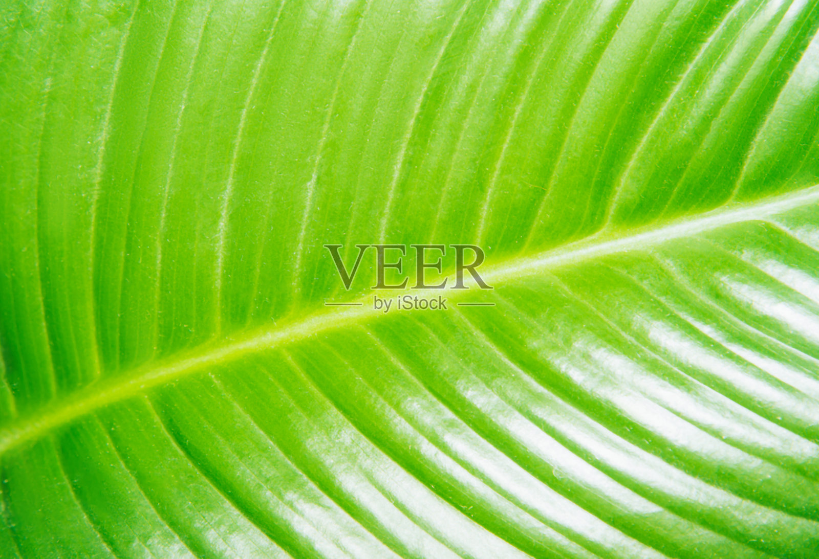 房间里的和平百合、鸡血花叶片纹理特写照片摄影图片