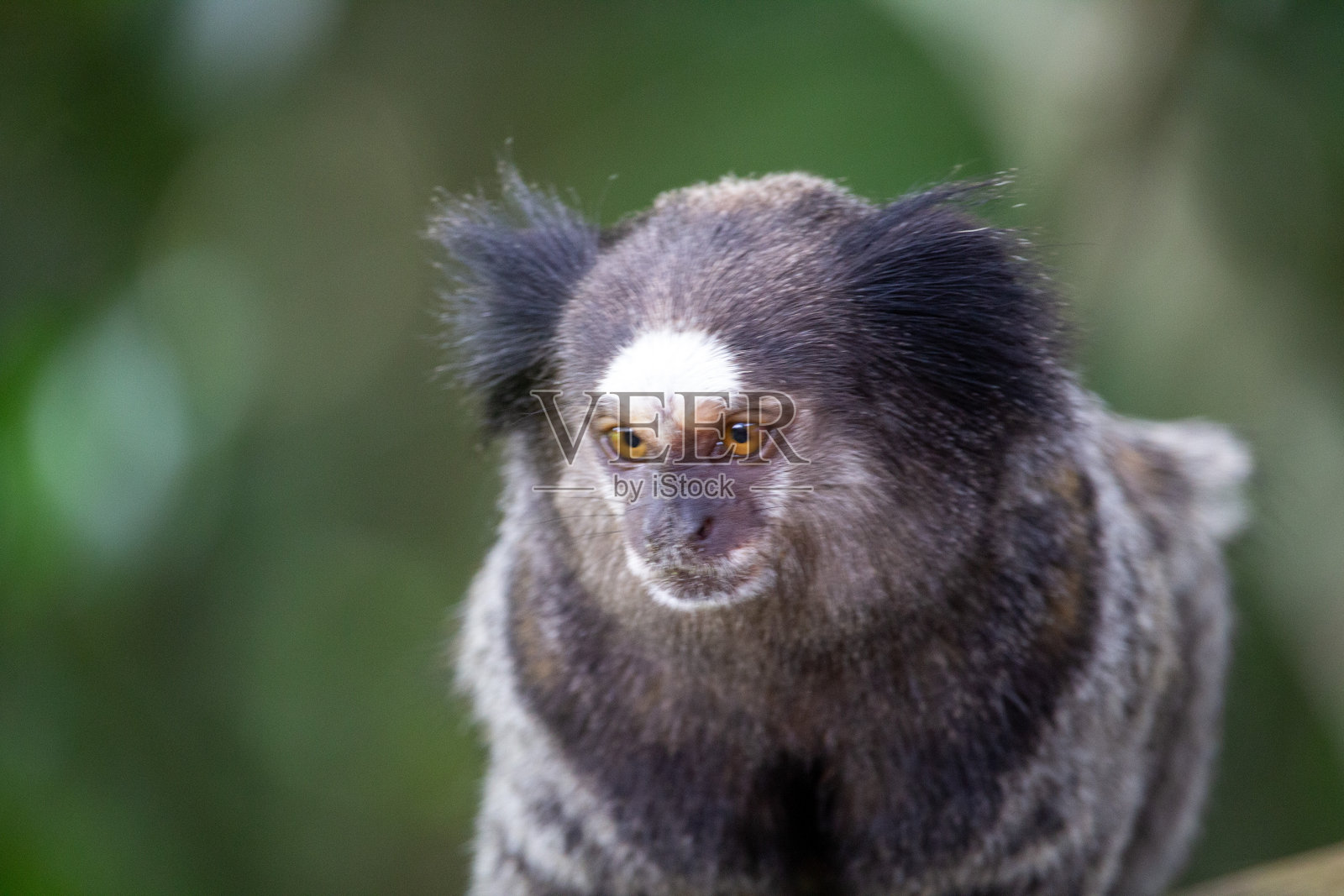 Macados在树枝上散景照片摄影图片