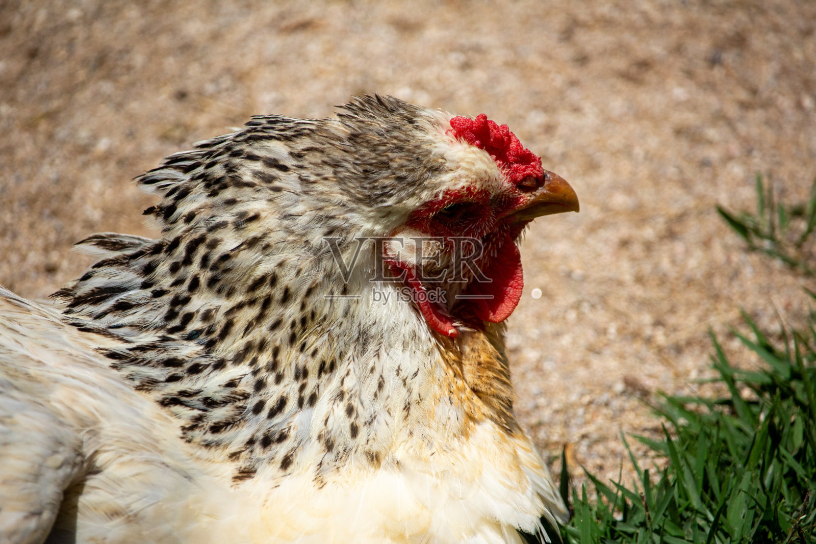 母鸡照顾她的小鸡照片摄影图片