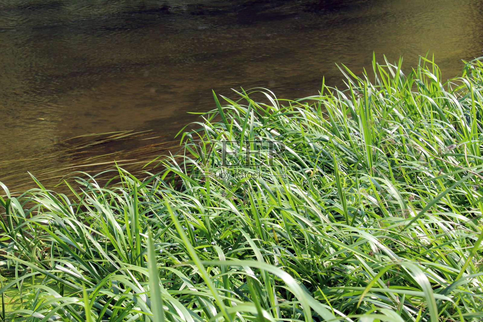 大甘油生长在河岸和水中照片摄影图片